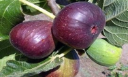 کم آبی تهدیدی برای مرغوب ترین انجیر سیاه ایران