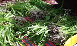 الزی گیاهی ناشناخته وخواص عجیب