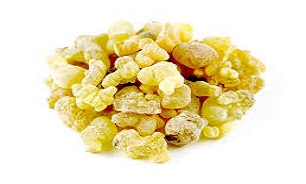 کندر؛ گیاهی باخواص بیشمار