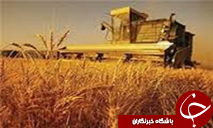 آغازخرید تضمینی جو در قم