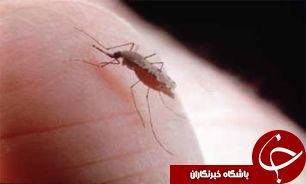 گلستان رتبه هفتم ابتلا به سالک در کشور