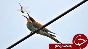 قاتل زنبورخواران دستگیر شد