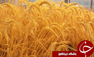 پرداخت همزمان پول و خرید تضمینی گندم
