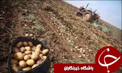 صادرات 50هزار تن سیب زمینی با 2هزار و 500دستگاه وسیله نقلیه در گلستان