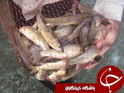 صیادان غیرمجاز در تور ماموران حفاظت محیط زیست