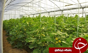 تحقق امنيت غذايي با مزيت هاي کشت گلخانه اي