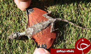 کشف اژدهایی کوچک در اندونزی +عکس