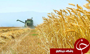خريد تضمينی کلزا و گندم در خوزستان
