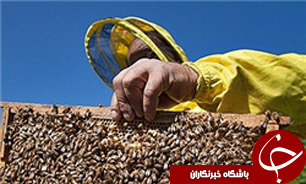 آغاز طرح پايش آلودگی بهاره در زنبورستان‌های خوزستان