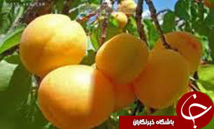 آغاز برداشت زرد آلو در خراسان جنوبی
