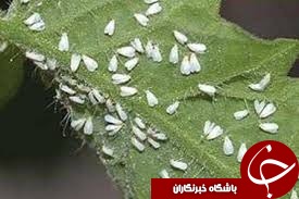 تکذیب هجوم مگس های سفید به مزارع استان البرز و تهران
