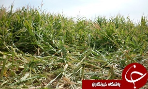 خسارت طوفان به  615 هکتار از مزارع شهرستان فردوس