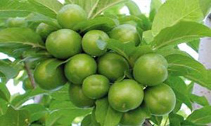 کاهش 90 درصدی گوجه سبز درابرکوه
