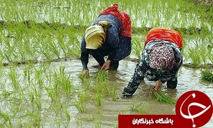 45 هزار هکتار شاليزار مازندران نشا شد