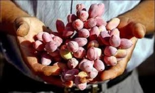 برداشت پسته برای اولین بار در استان کردستان