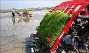 کشت مکانيزه برنج در بيش ازهزارهکتار شاليزارهای آمل