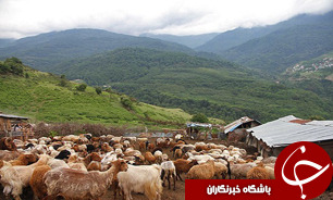 کوچ گله هاي گوسفند به مناطق ييلاقي شهرستان آمل