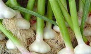 سیر جایگزین مناسبی برای تغییر الگوی کشت