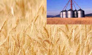 خرید تضمینی ۳۴ هزار تن گندم از کشاورزان هرمزگانی