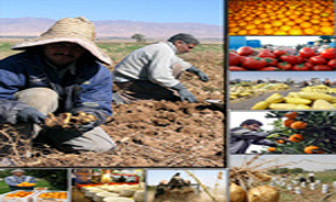 خرید و فروش 145 هزار تن محصولات کشاورزی و دامی