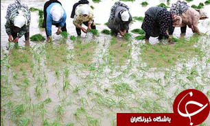 فرصت 10روزه شالیکاران گیلانی برای بیمه