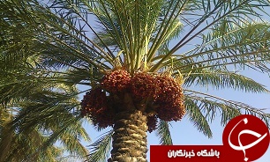 آغاز گرده افشانی نخلستان‌های نهبندان