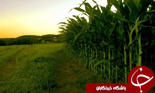 بهره برداری از 38 هزار هکتار از طرح 550 هزار هکتاری در خوزستان