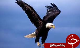 بازگشت يک گونه عقاب کمياب به آغوش طبيعت