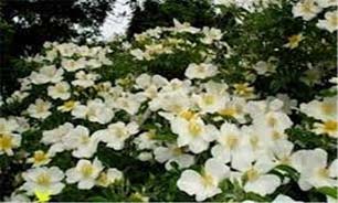 عطر گل نسترن در باغهای  شهرستان سیرجان پیچید