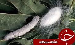 استحصال هزار و 300 جعبه تخم کرم ابريشم نژاد و والد در کشور