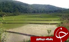 نشاء 96هزارهکتارازشالیزارهای گیلان