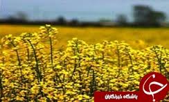 پیش بینی برداشت 2 هزارو 700 تن کلزا در خراسان شمالی