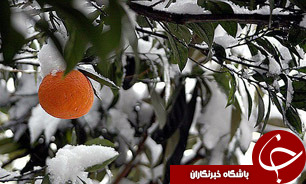خسارت 3 هزار ميليارد ريالی به باغ‌های استان مرکزی
