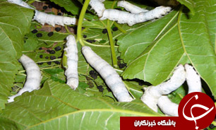 افزایش 16 درصدی قیمت خرید تضمینی پیله تر ابریشم در سال 94