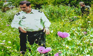 کشت &laquo;خشخاش&raquo; در کشور با مسئولیت کدام نهاد؟!