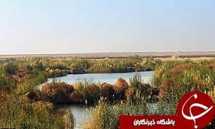 ممنوعیت کشت برنج در پی کاهش ورود آب به جلگه خوزستان