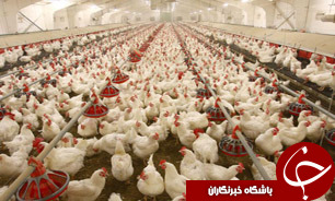 تزریق هورمون به مرغ برای تولیدکننده مقرون به صرفه نیست