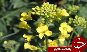 ثبت رکورد جدید استانی در برداشت کلزا