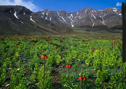 گل همیشه گریان +عکس