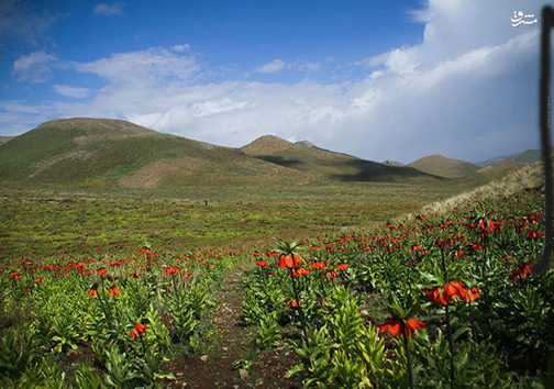 گل همیشه گریان +عکس
