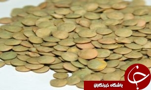 کشت مکانیزه عدس در شهرستان اهر