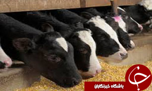 کاهش قيمت نهاده‌های دامی و طيور در دستور کار است