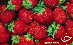 آغاز برداشت توت فرنگی در رودبار