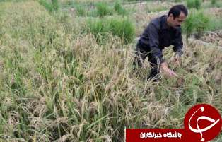 زمان یک هفته ای شالیکاران گیلانی برای بیمه
