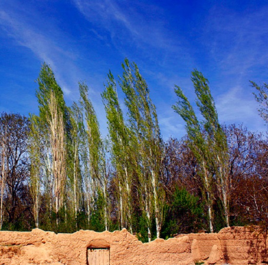 ////////////محسنی/باشگاه شبانه