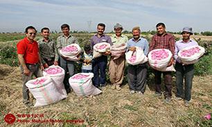 جشنواره برداشت گل محمدی در روستای فرخد +گزارش تصویری