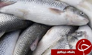 قیمت انواع ماهی در بازار