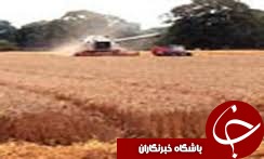 920تومان قیمت خرید تضمینی جو در استان گلستان
