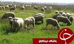 صادرات 25درصدی دام وطیور در استان گلستان