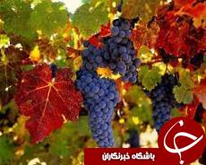 دزفول، آغازگر برداشت انگور در کشور